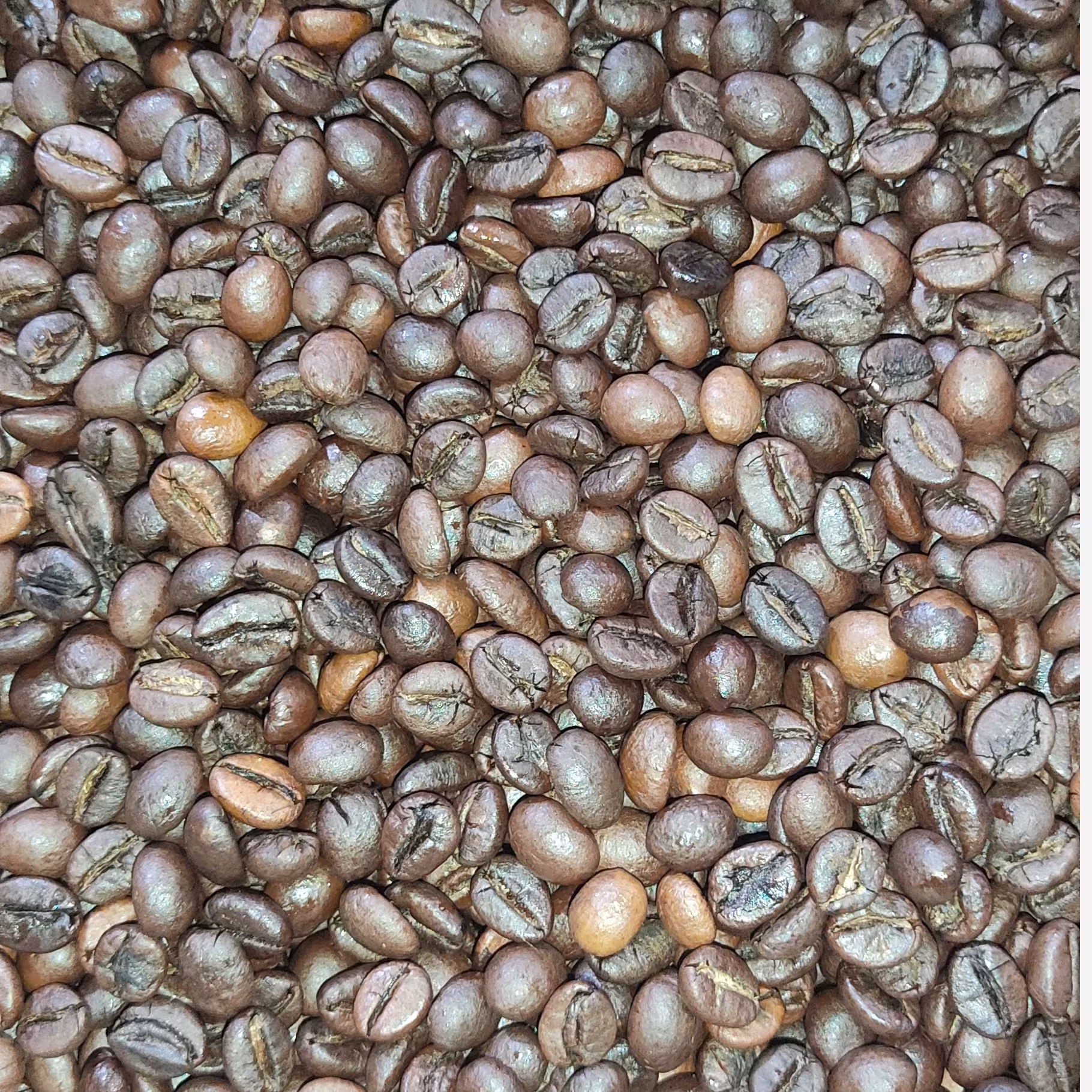 قهوه چری ربوستا یک کیلویی