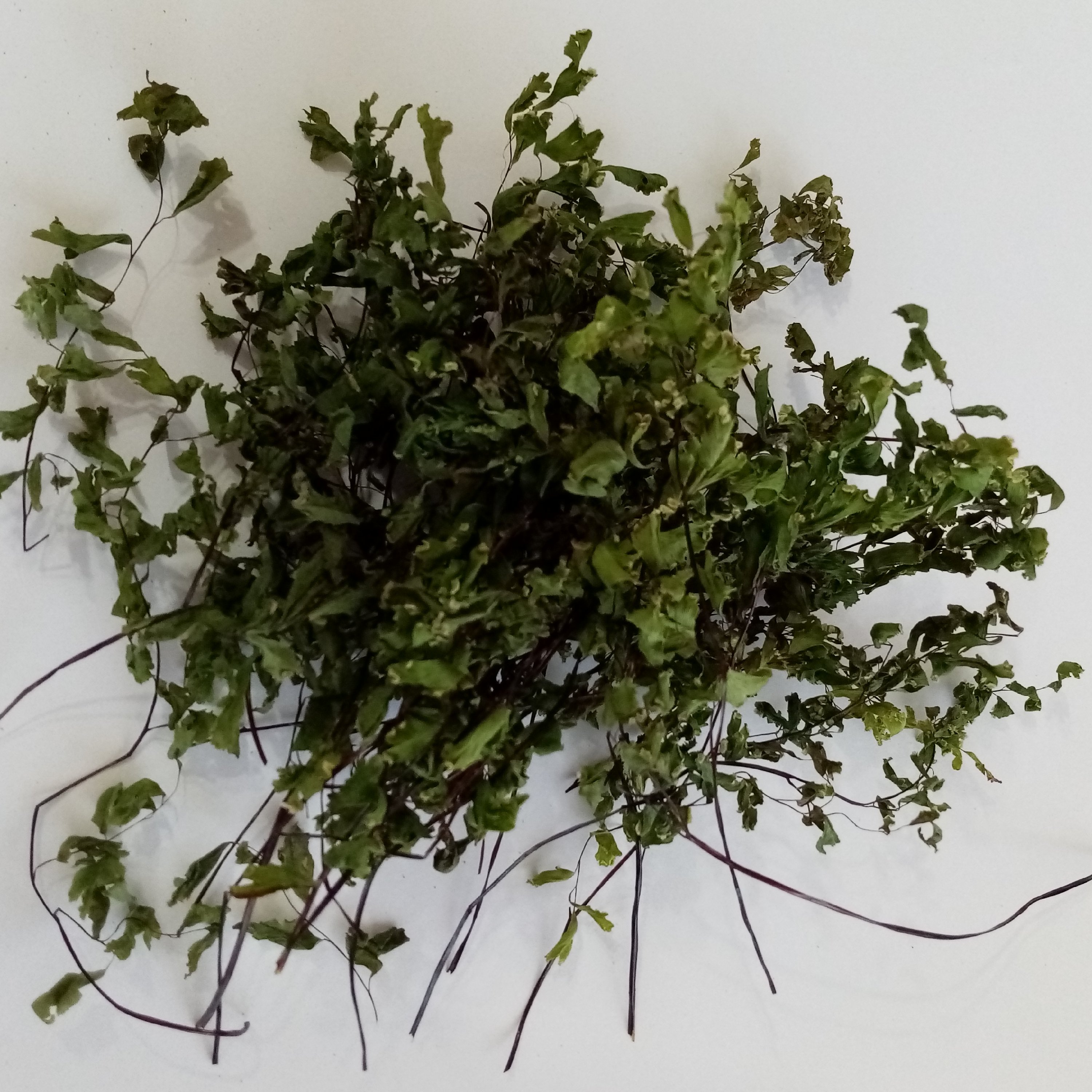 پرسیاوشان یا پر سیاوش (50 گرمی)