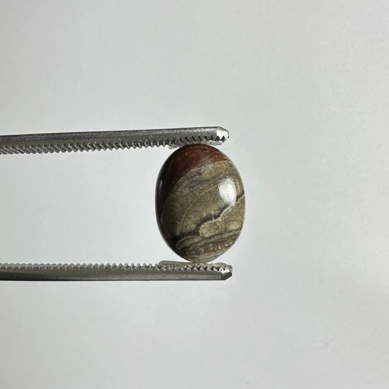 ماشروم جاسپر شناسه 235047