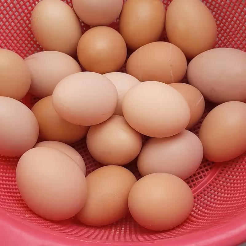 تخم مرغ روستایی