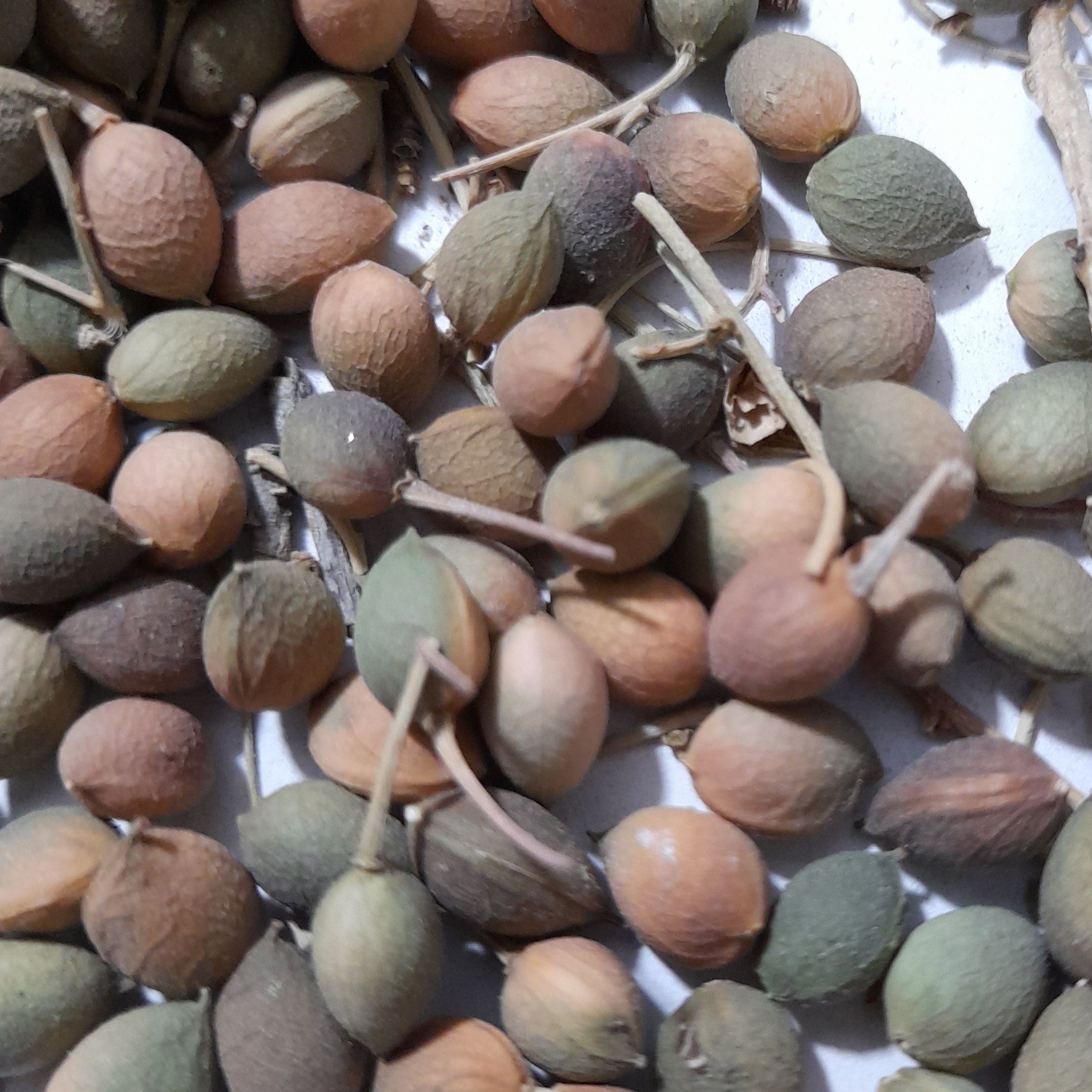 دانه مهلب اعلاء