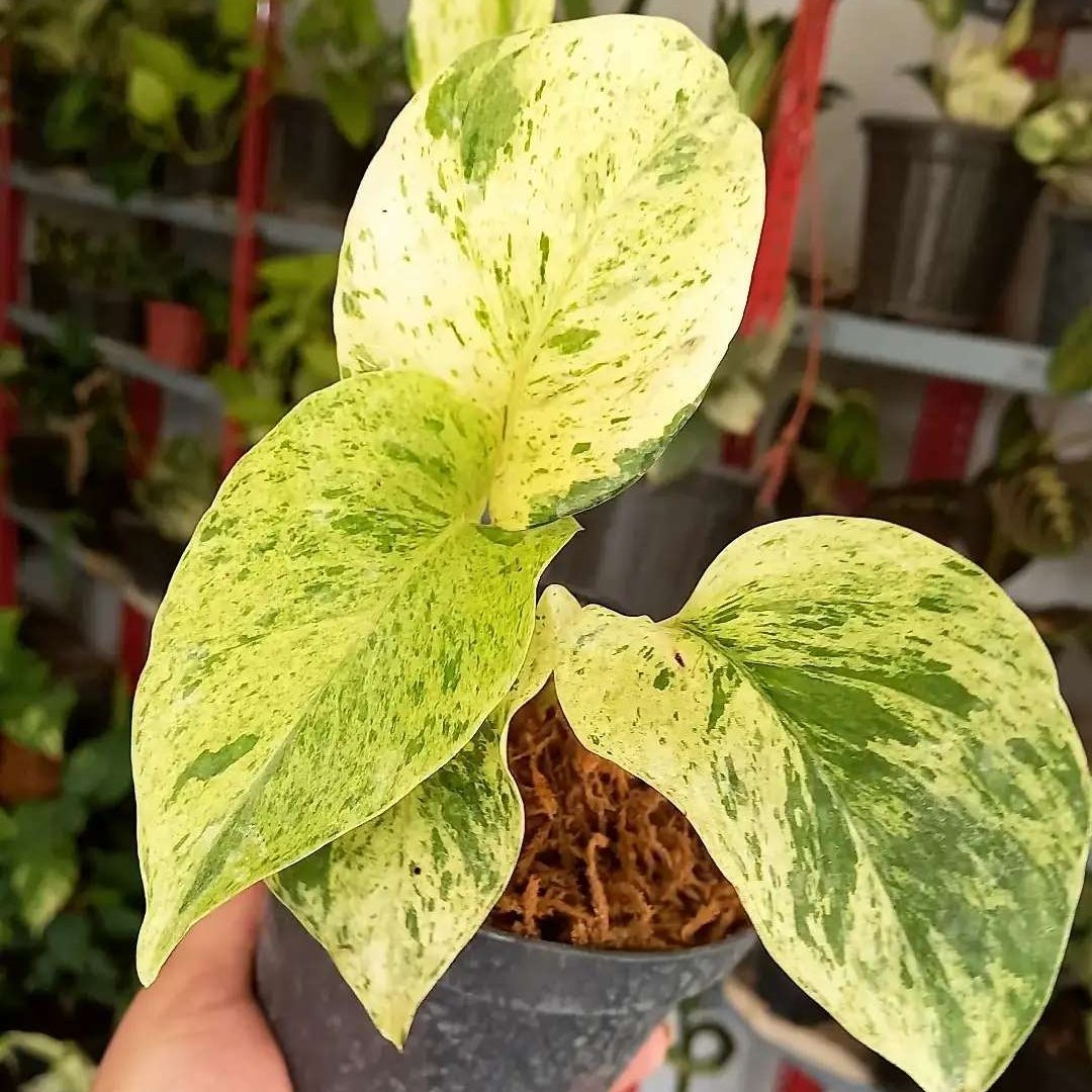 گلدان کامل پتوس مرمری(4الی 5 برگی)