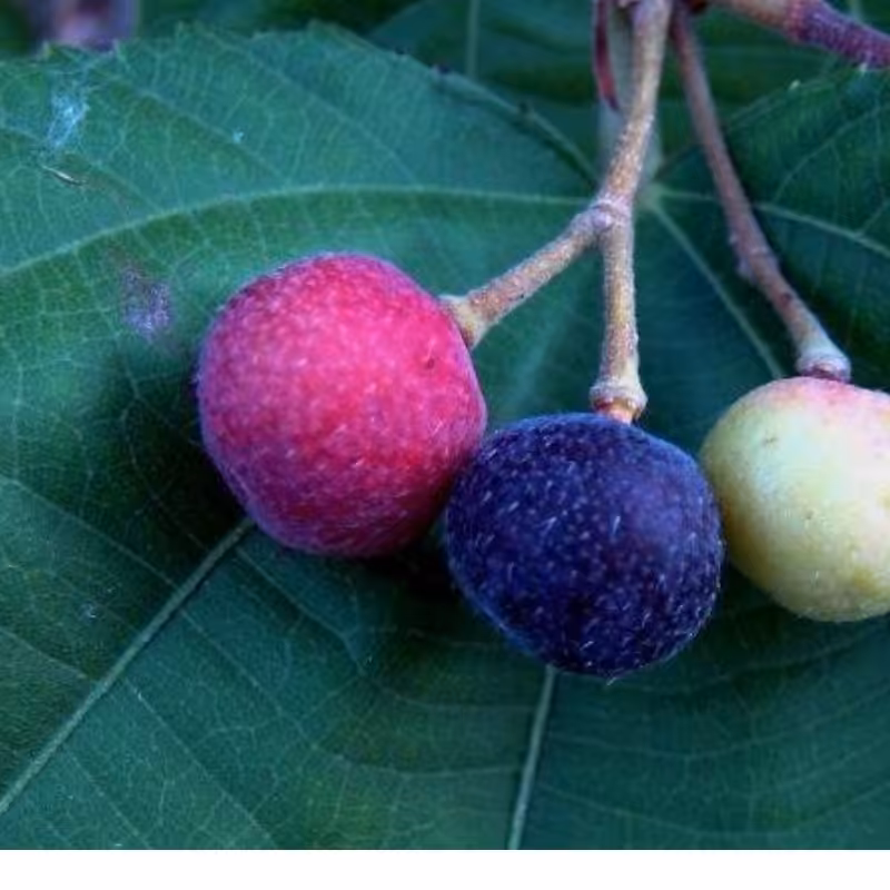 بذر درخت فالسا بری 