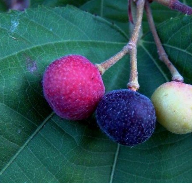 بذر درخت فالسا بری 