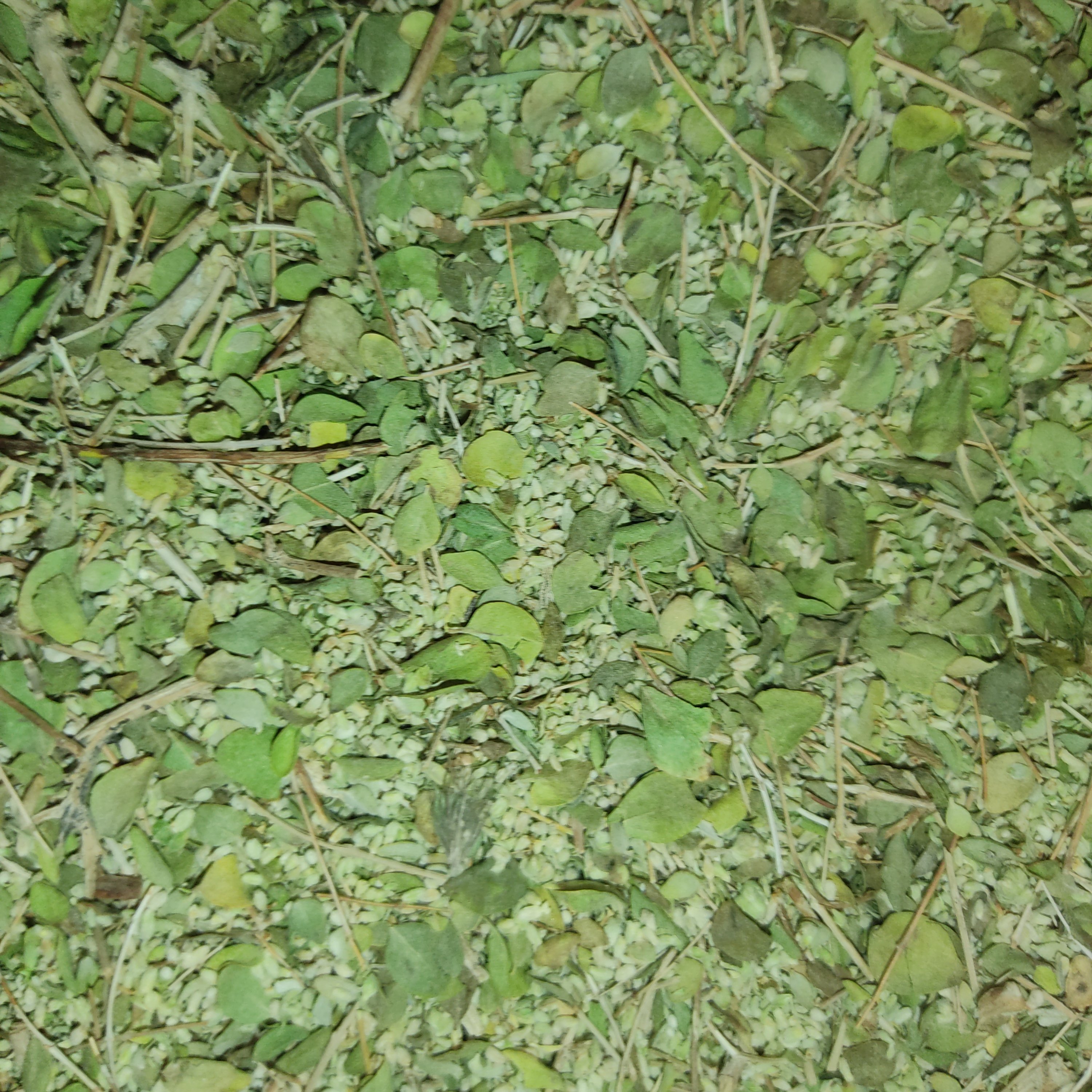 آویشن شیرازی درجه یک ( برگ و گل با هم) 250 گرمی