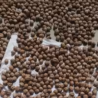 گردو محلی درجه یک