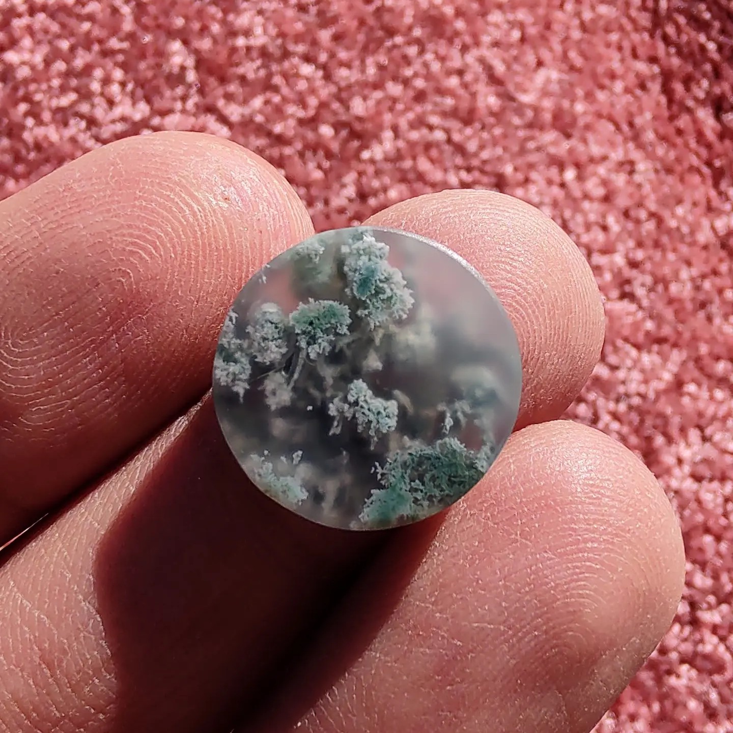 عقیق شجر جنگلی