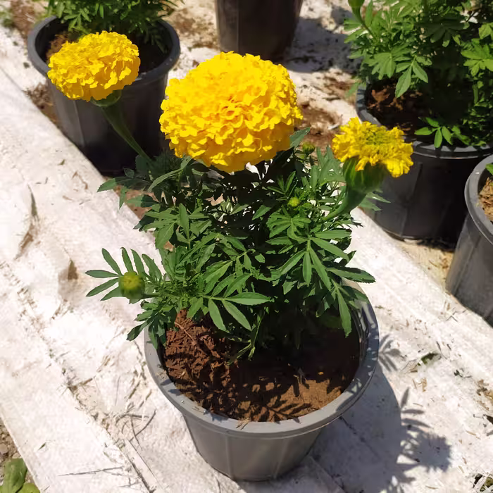 گل جعفری سطل سه