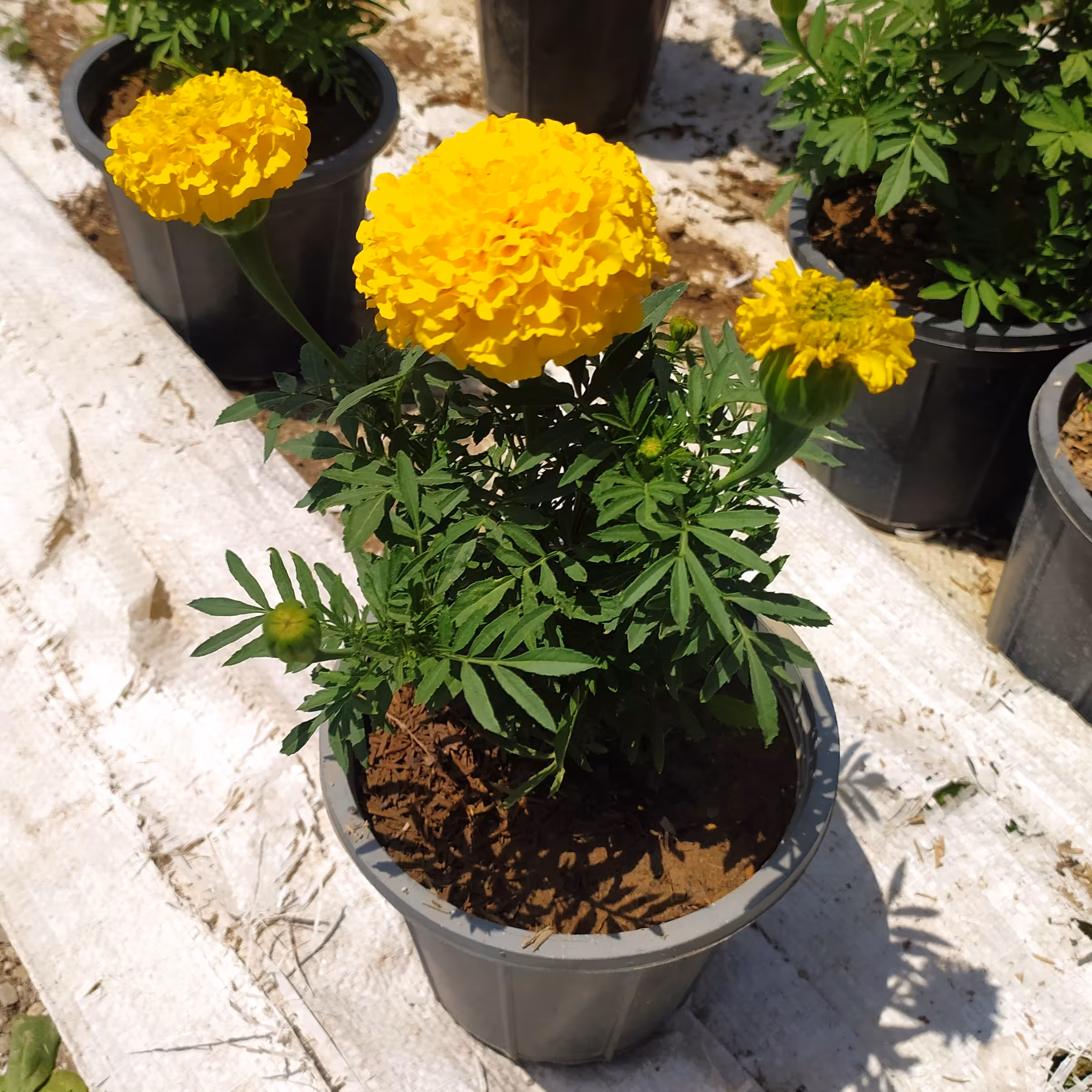 گل جعفری سطل سه