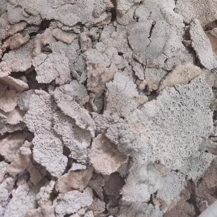 گلسنگ، گلبرد ، گل برد  پلاکی خالص