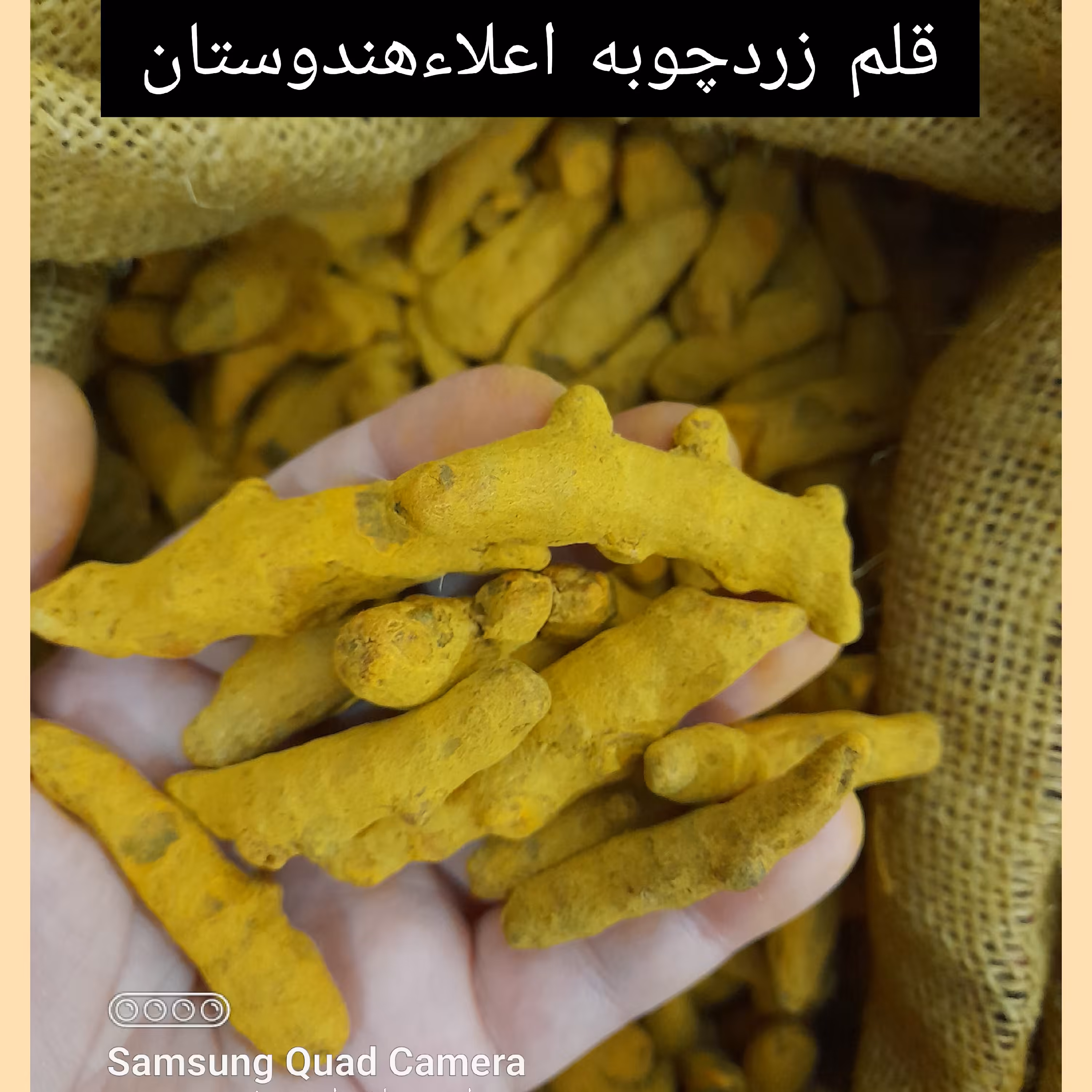 قلم زردچوبه  هندوستان