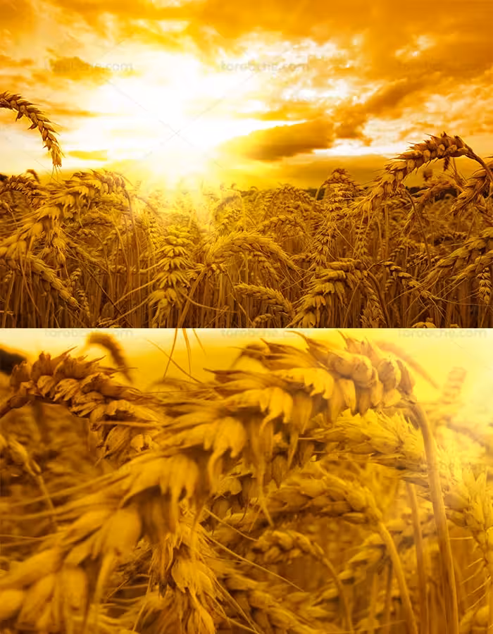 عکس با کیفیت مزرعه گندم و طلوع خورشید
