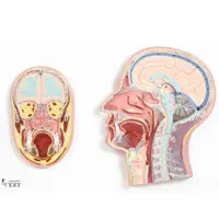 مدل (مولاژ) مقاطع سردراندازه طبیعی