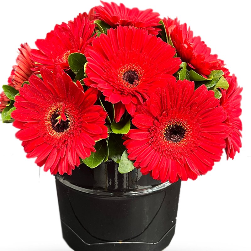 باکس گل ژربرا