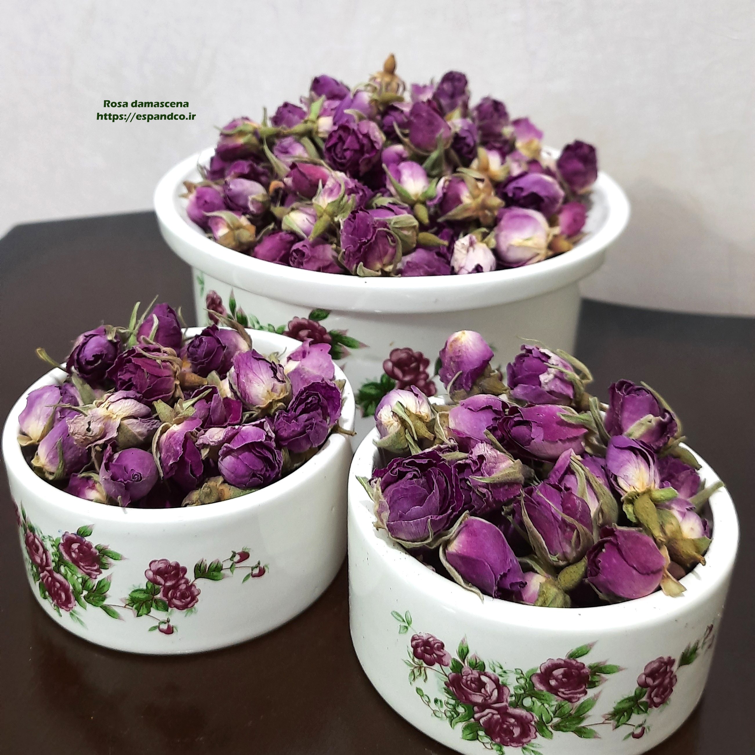 غنچه گل سرخ Rosa hybrida