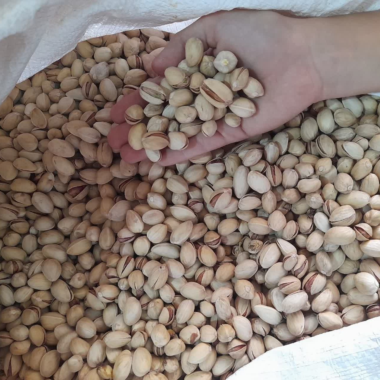 پسته فندقی مخلوط(خندان و دهن بست) (10 کیلو گرمی) محصول 1402 کرمان