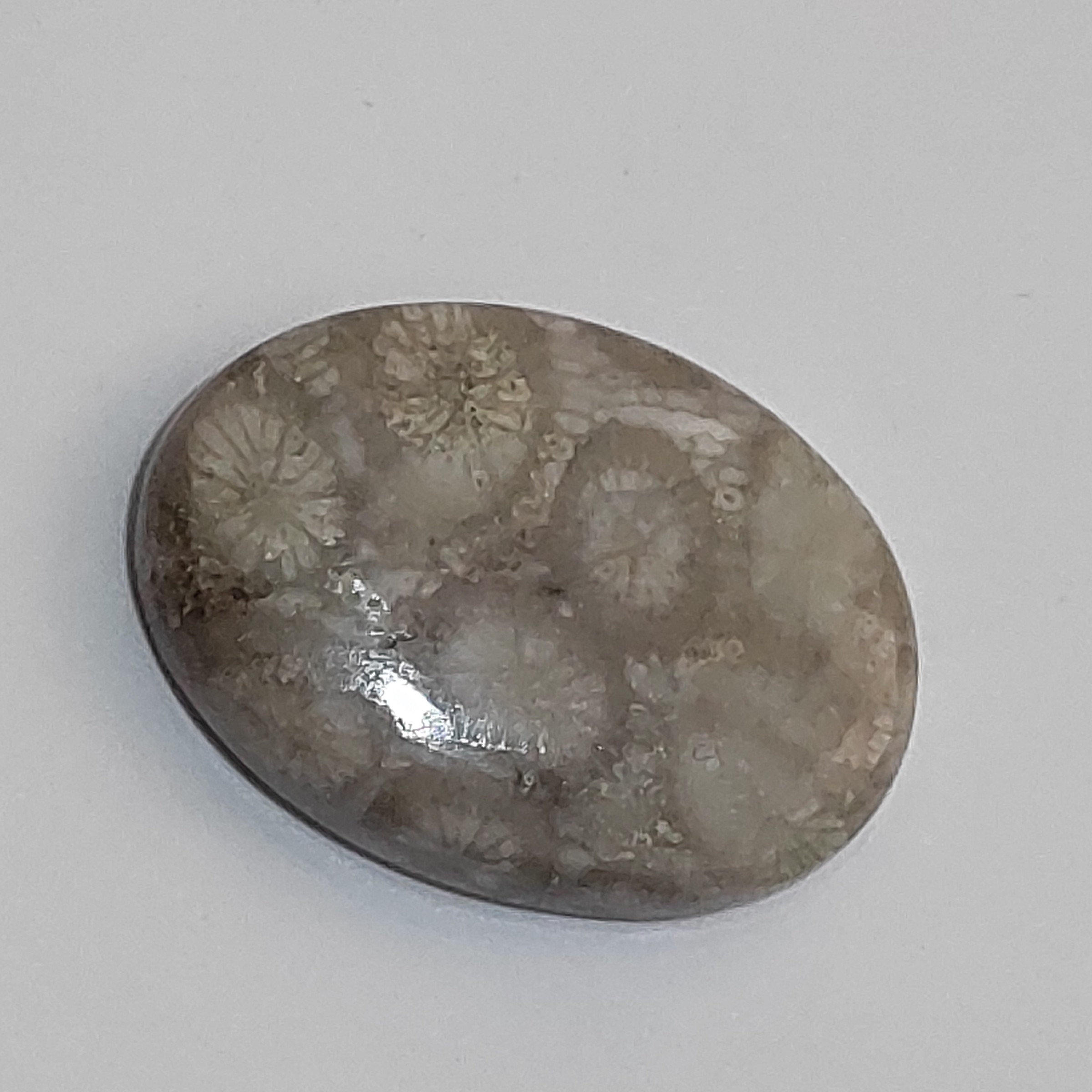 سنگ فسیل مرجان طبیعی و اصل با نقش عالی قدمت بالا کلکسیونی کد کالا w28