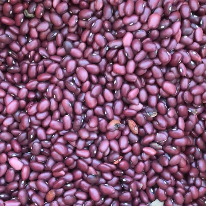 لوبیا قرمز 