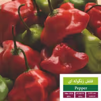 بذر فلفل زنگوله ای بذر طلایی رویان