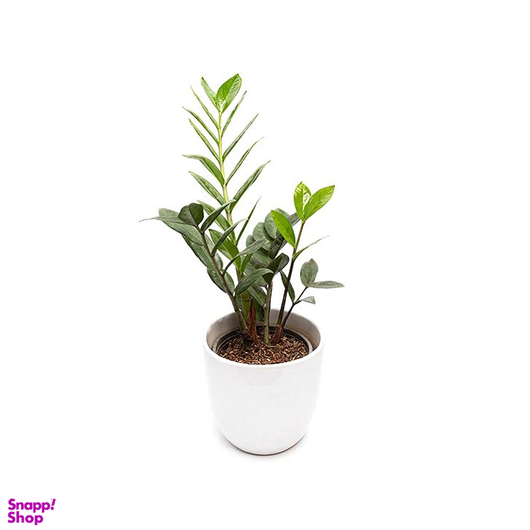 گلدان طبیعی زاموفیلیا سبز