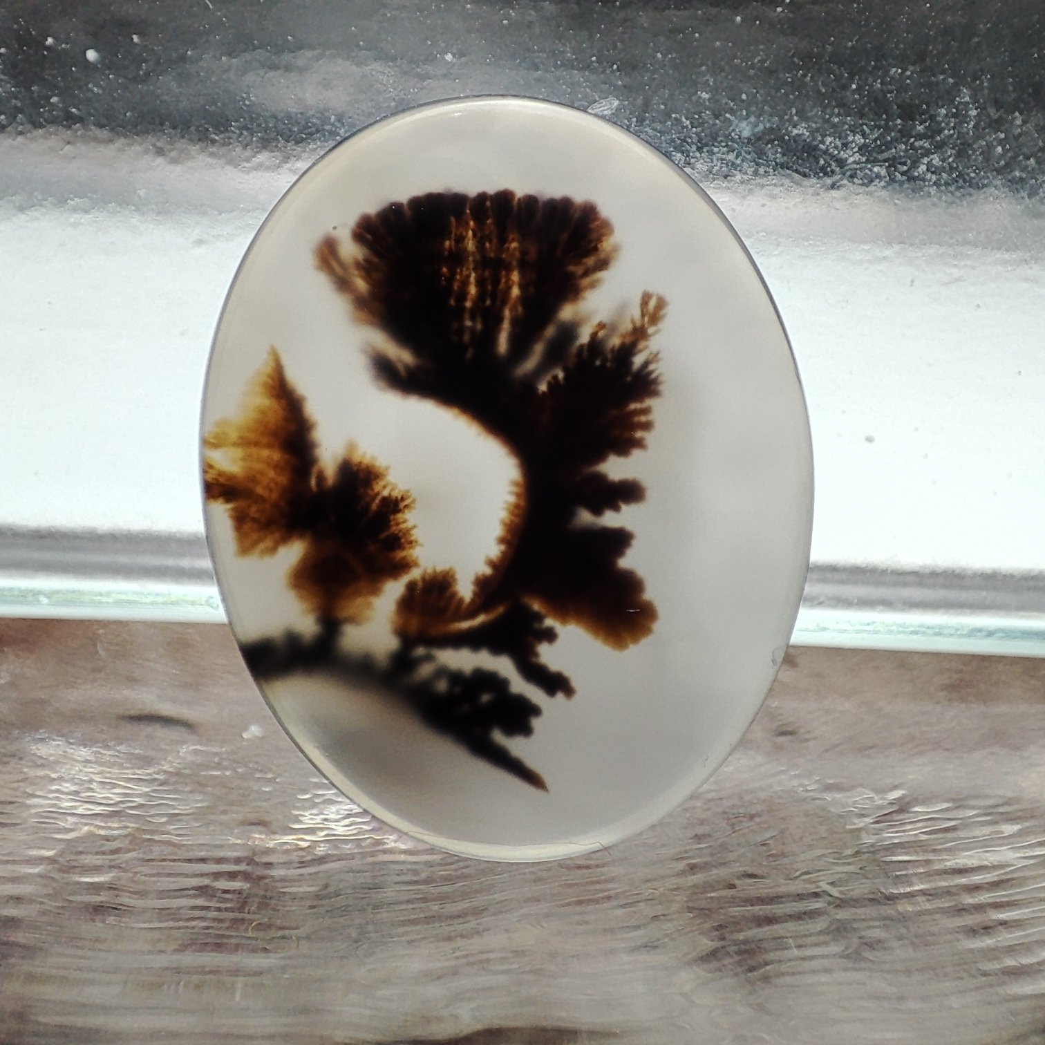 شجر قائن کلکسیونی طبیعی و معدنی کد 551