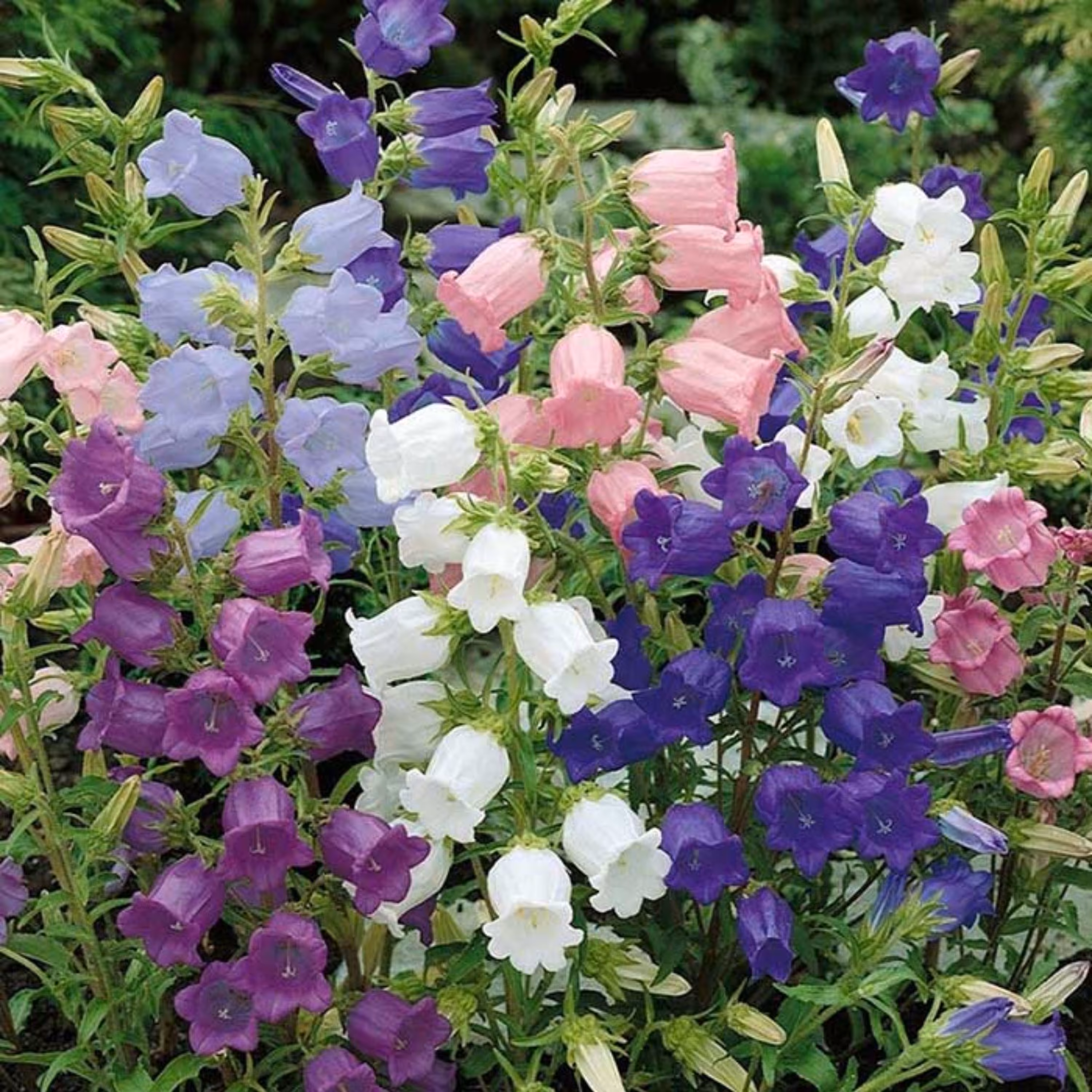 بذر گل زنگوله ای رنگارنگ آمریکایی بسته 30 عددی