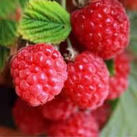 بذر رزبری آکسو ترکیه بسته 10 عددی
