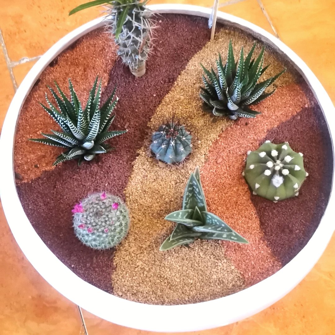 باغچه کاکتوسی بزرگ مناسب هدیه با گلدان سرامیکی با رنگ دلخواه