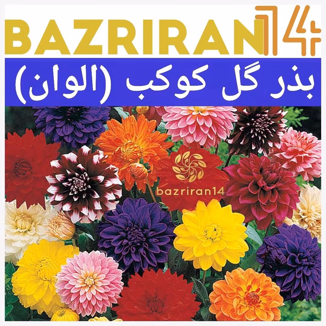 بذر گل کوکب