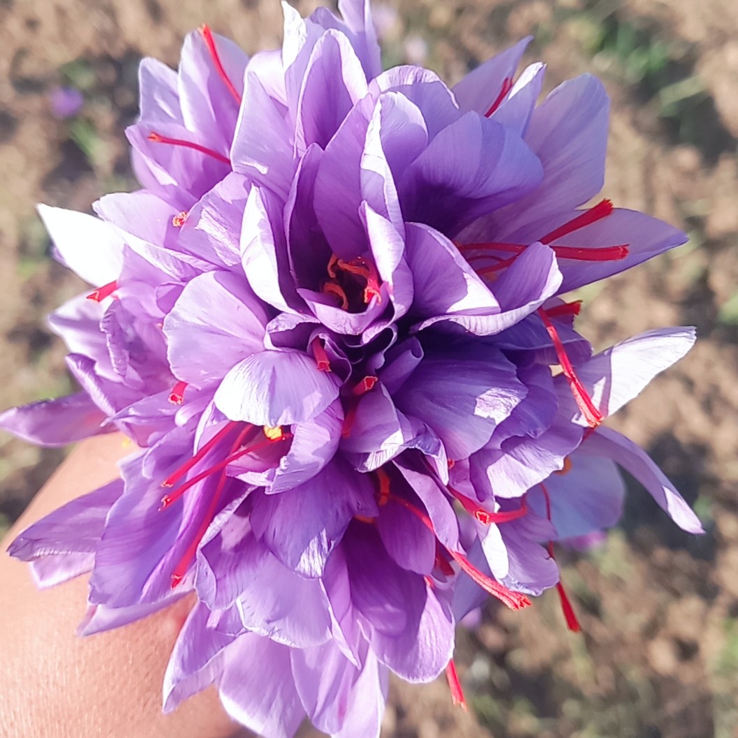 زعفران سرگل(4گرم) با عطر ورنگ بی نظیر
