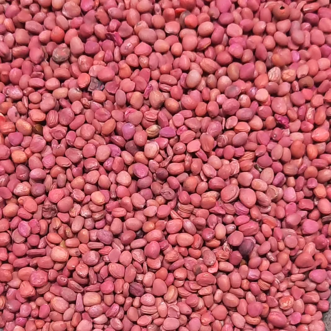 بذر تربچه سم زده بومی