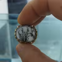 انگشتر شجر  قائن تک درخت