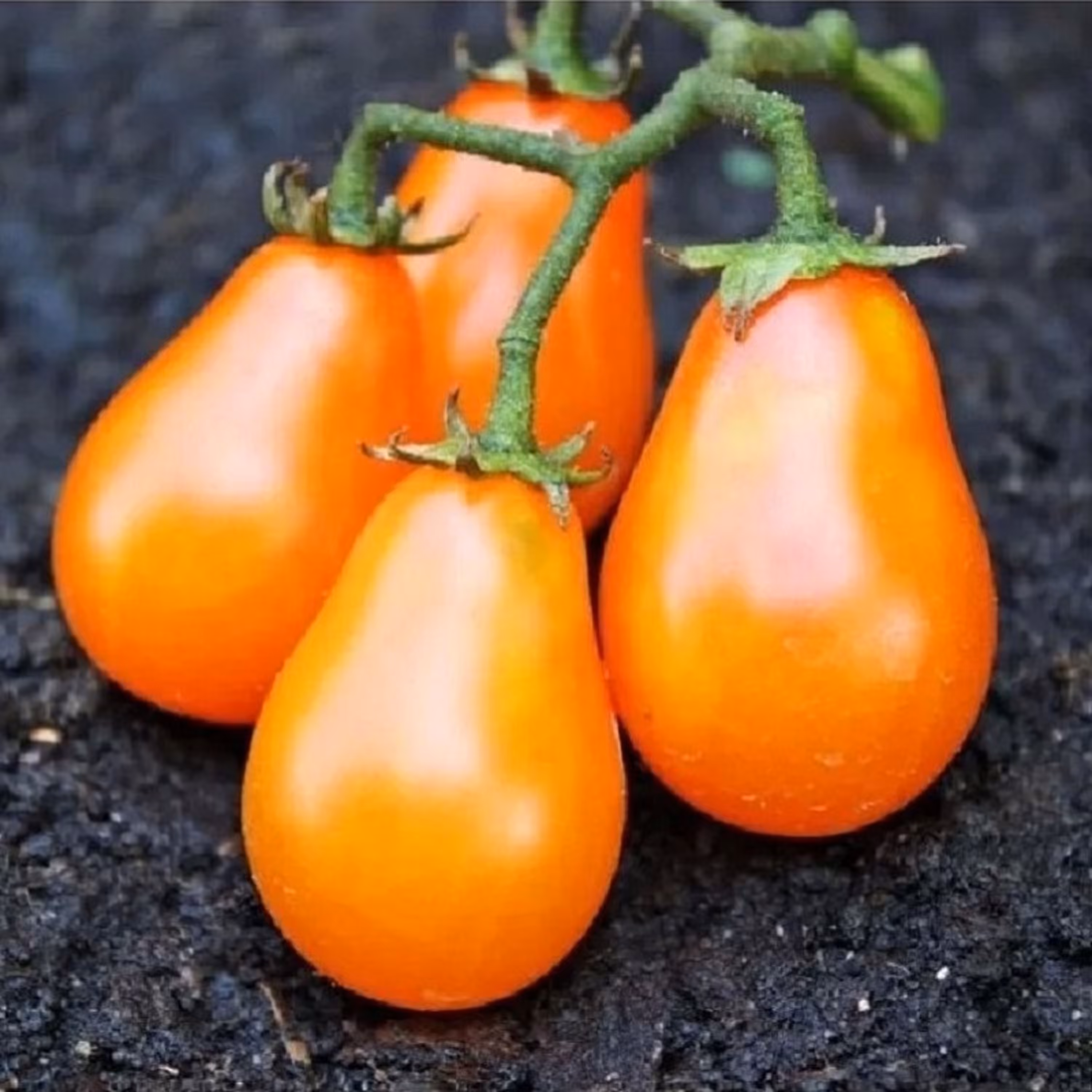 بذر گوجه گلابی نارنجی درختی