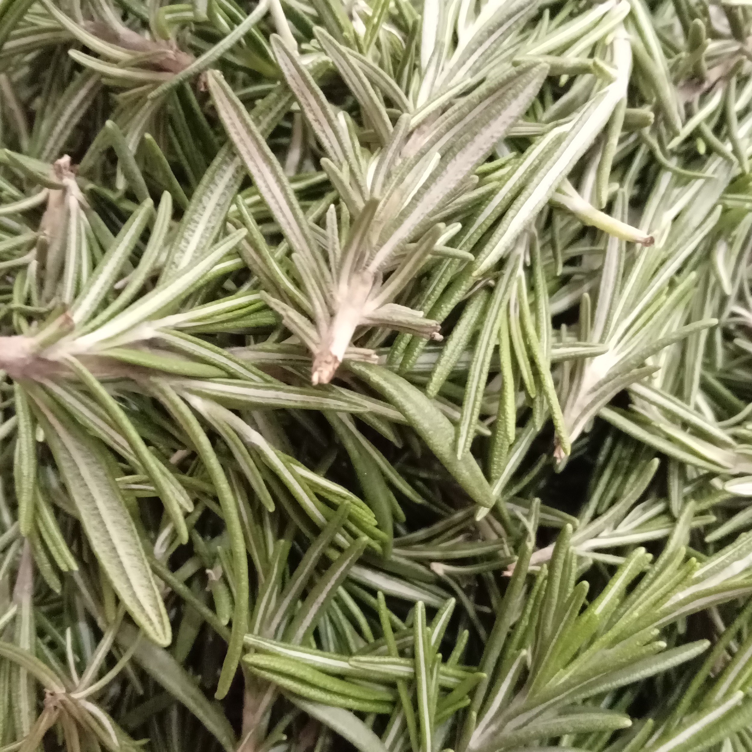 رزماری خشک تازه