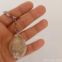 جاکلیدی صدفی 