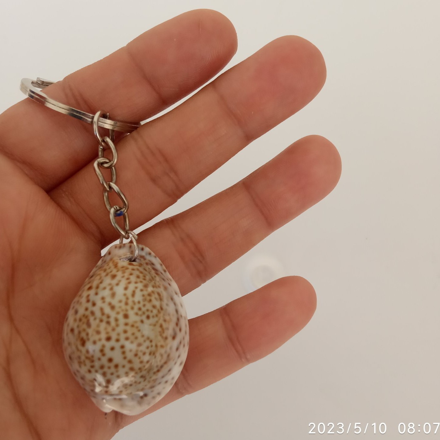 جاکلیدی صدفی 