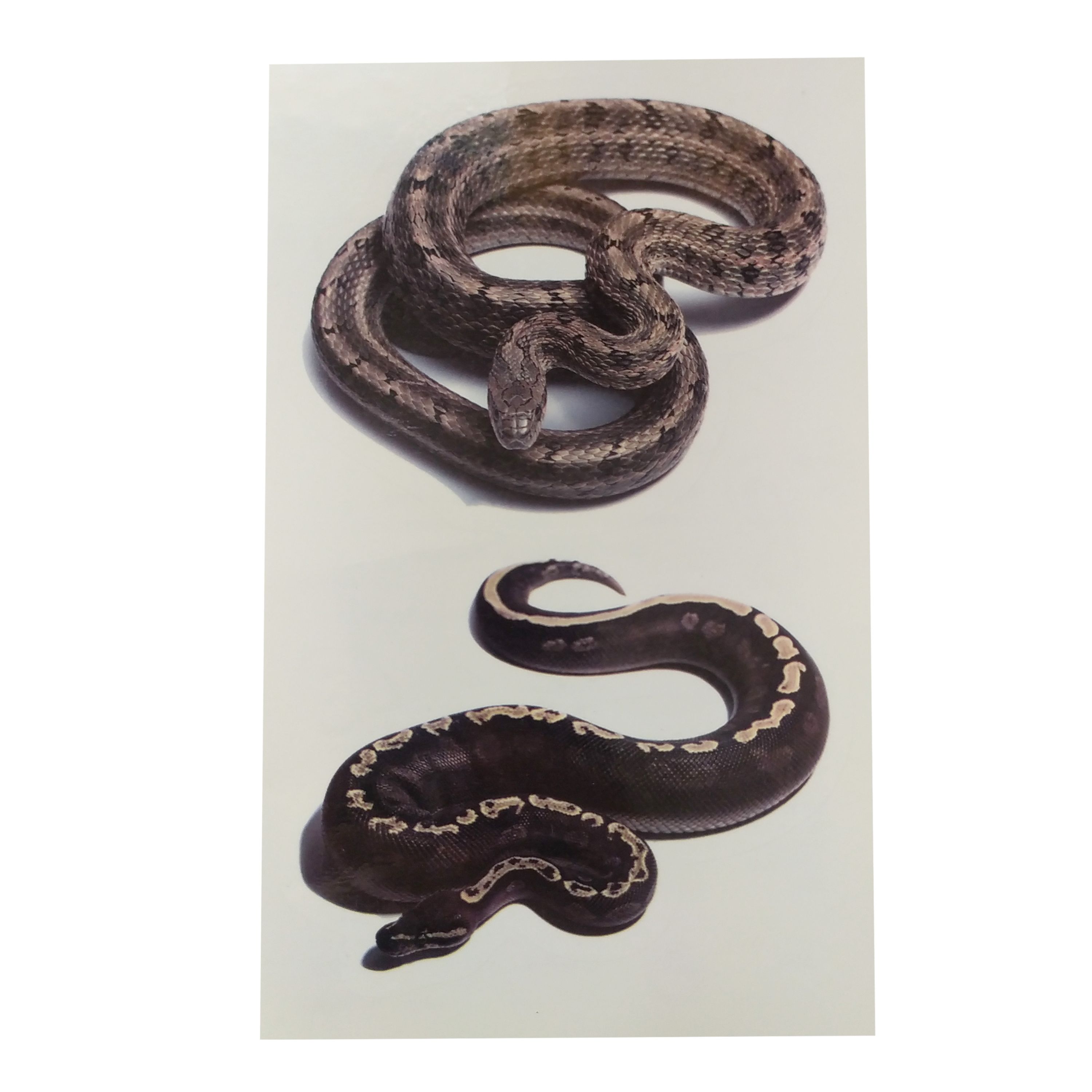 تتو موقت طرح مار سه بعدی