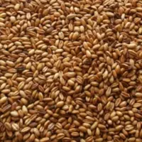 گندم بوداده ی ترد و برشته ی محصولات خانگی و درجه یک شیوا