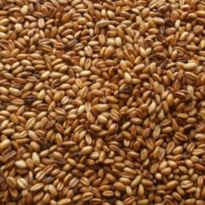 گندم بوداده ی ترد و برشته ی محصولات خانگی و درجه یک شیوا