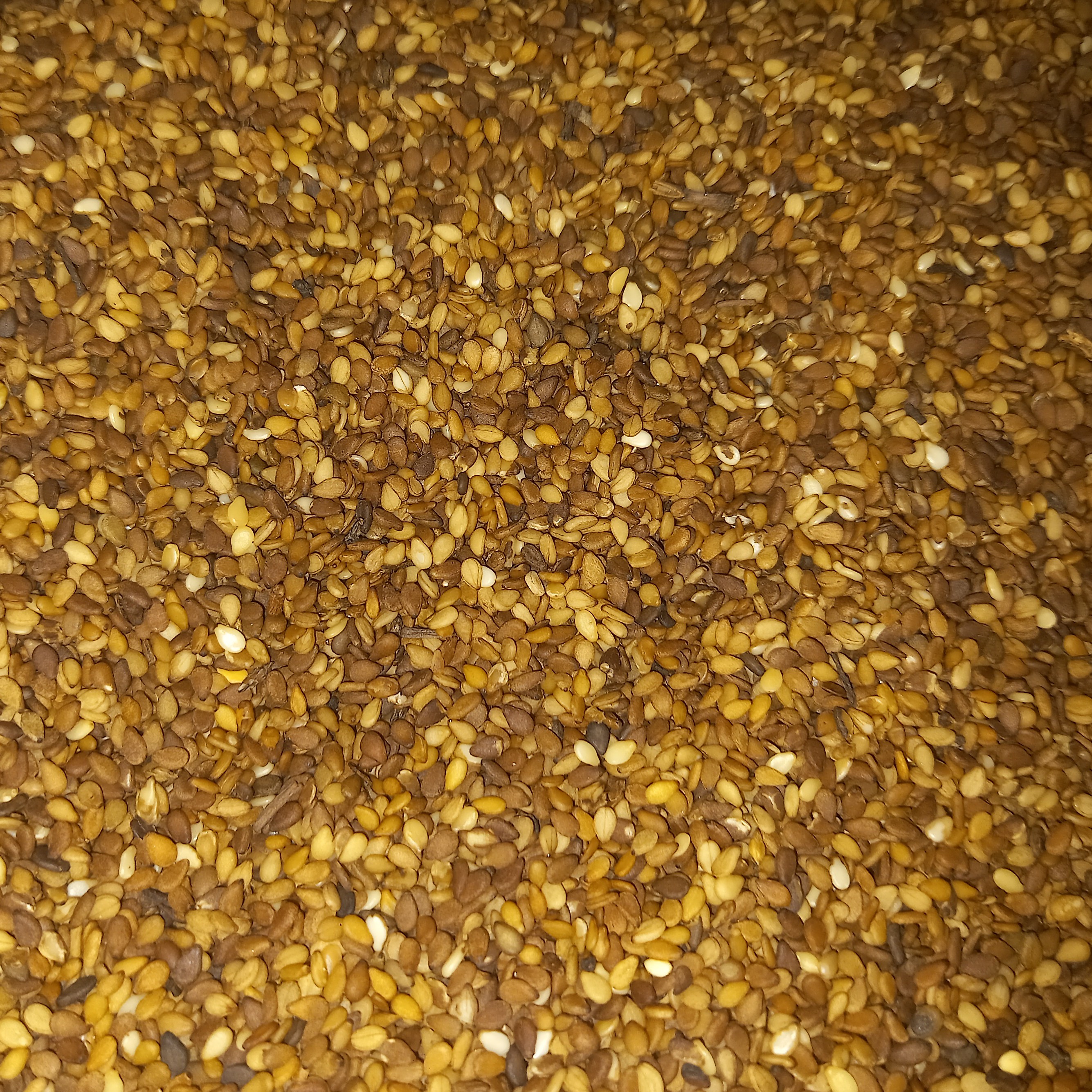 کنجد قهوه ای درجه یک تمیز بدون حتی ذره ای خاک و غیره