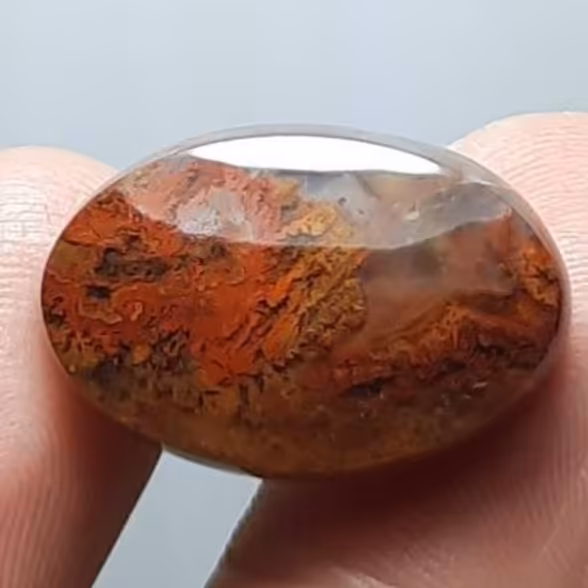 نگین شجر سرخ دریایی زیبا و معدنی خاص