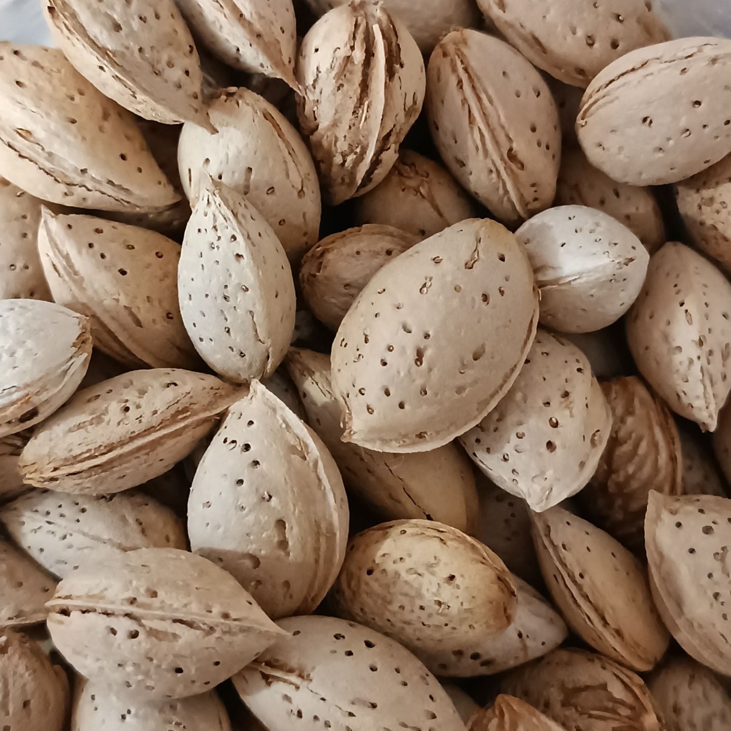 بادام کاغذی 