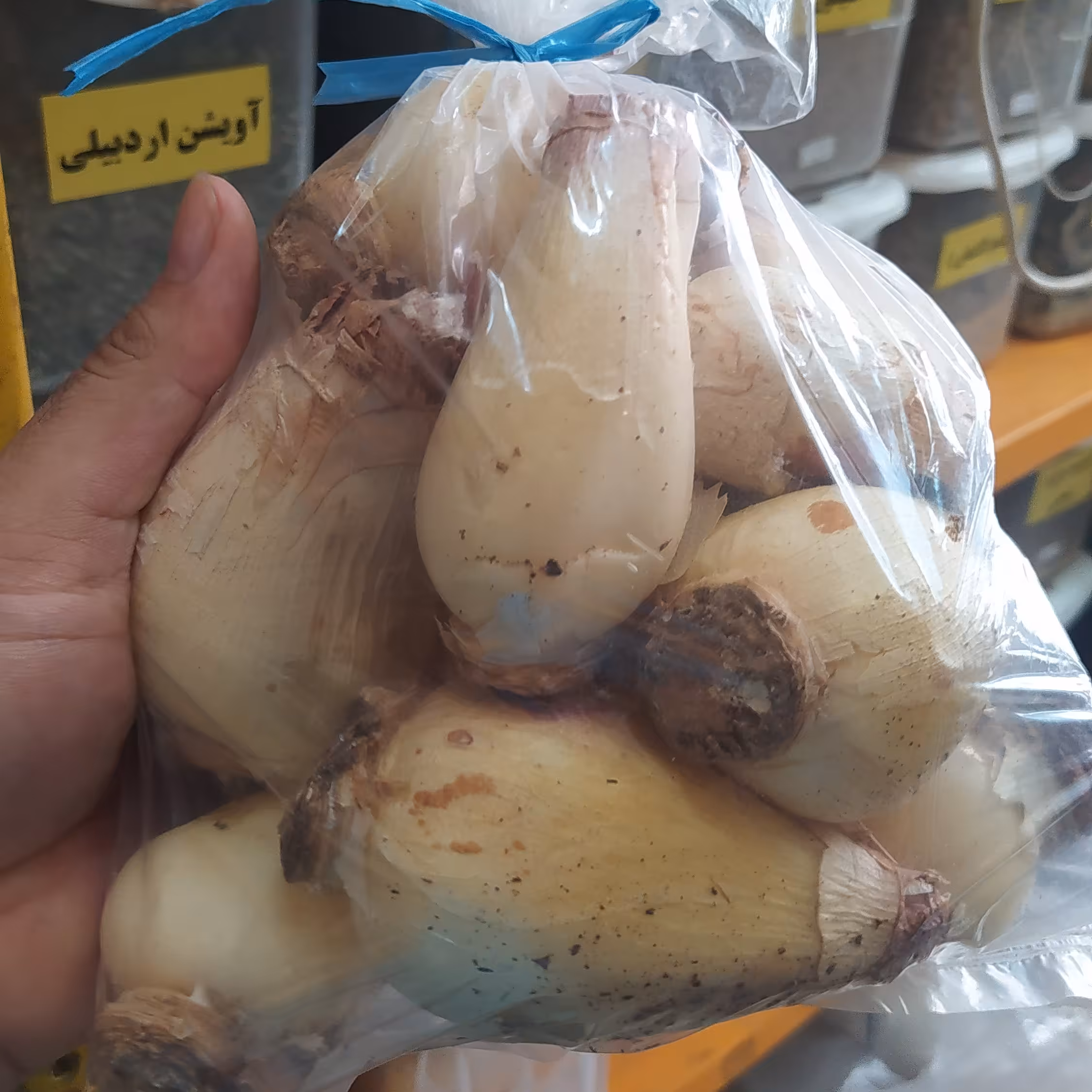 پیاز عنصل تازه پیاز  عنصل یک کیلو