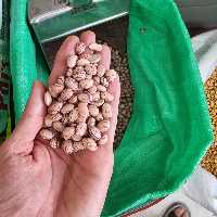 لوبیا چیتی دستچین و بوجار شده5کیلویی 