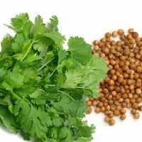 روغن تخم گشنیز 60 cc( سه تا بخر یکی هدیه بگیر)