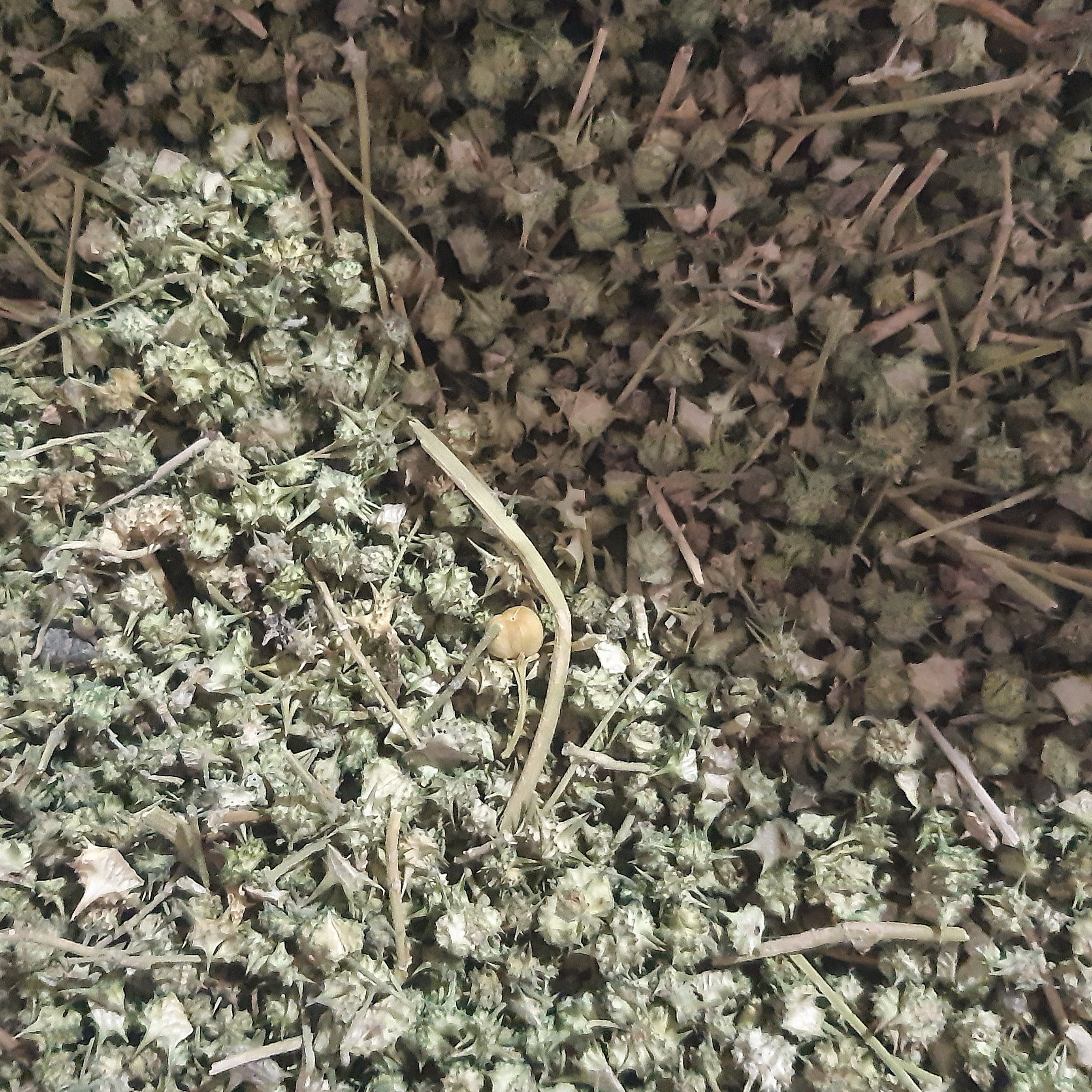 خارخاسک اعلا (10کیلویی)