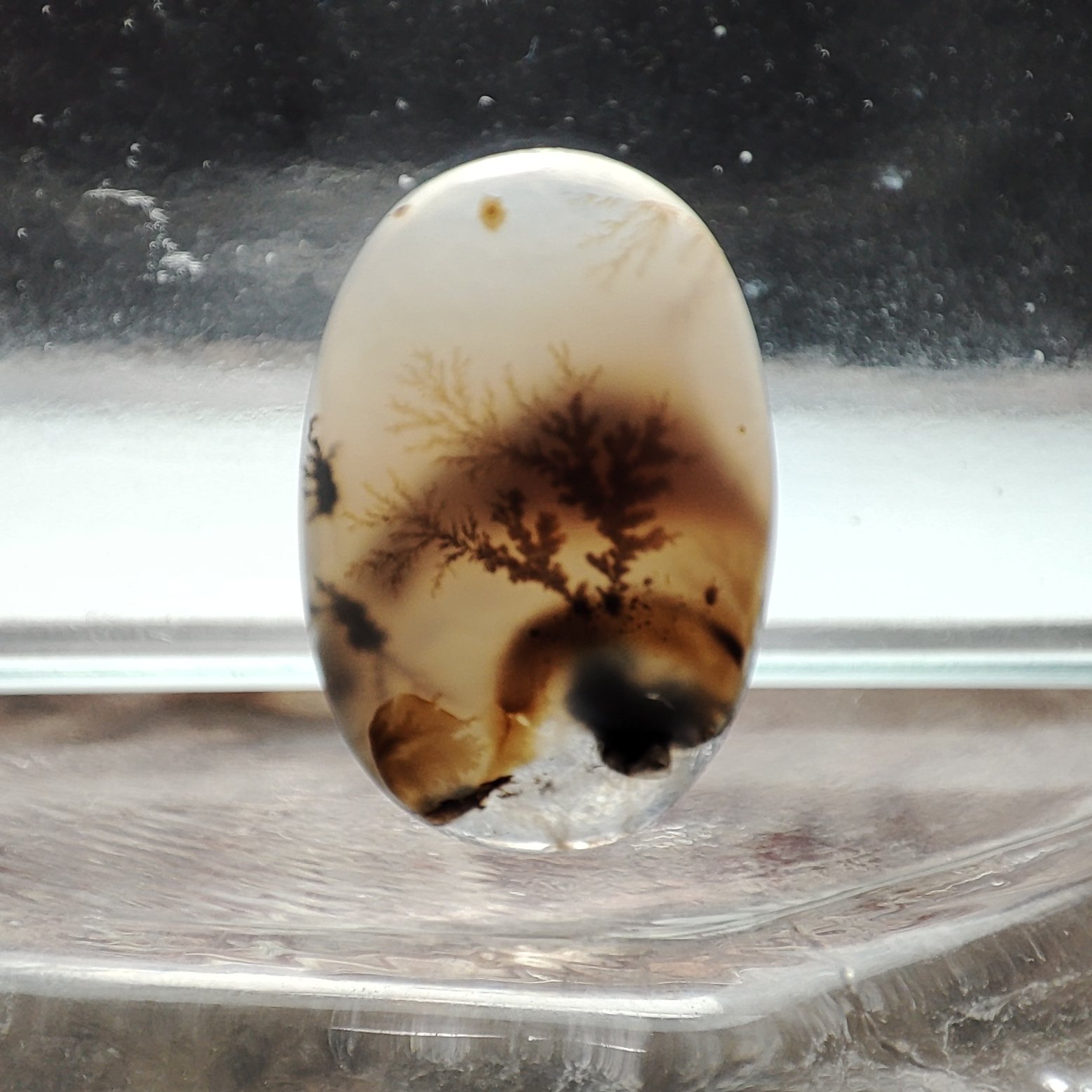 شجر قائن منظره کلکسیونی طبیعی و معدنی کد 904