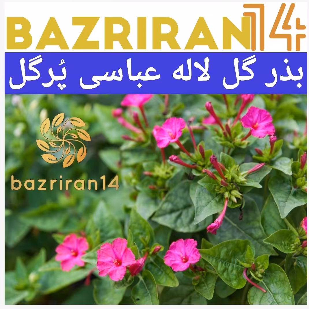 بذر لاله عباسی پا بلند الوان
