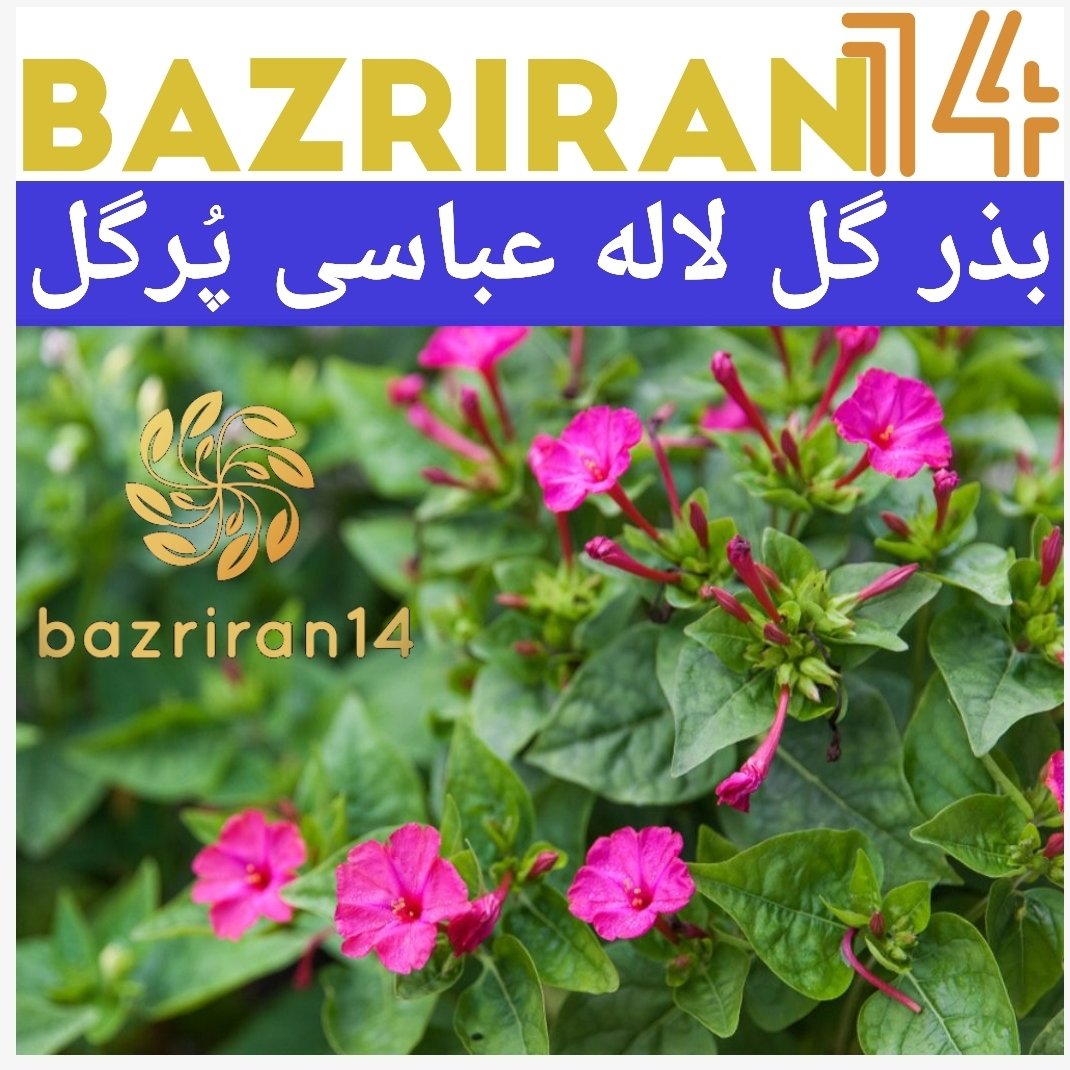 بذر لاله عباسی پا بلند الوان