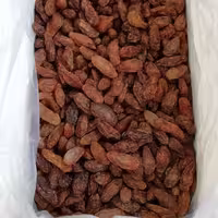 مویز آفتابی